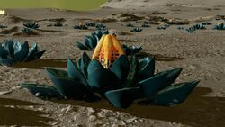 Aleoida laminiae Teal 1