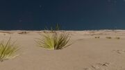 Tussock triticum Yellow