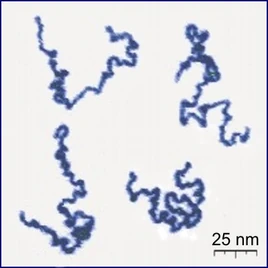 Single Polymer Chains