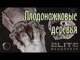 Плодоножковые деревья