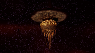 Luteolum Umbrella Mollusc