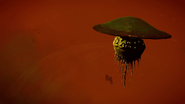 Umbrella Mollusc