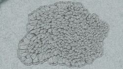 Bacterium vesicula Lime 1