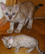 When Wallace was really small