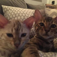 Lennon- “Night in with the homie #selfie” Going to miss these boys 😥