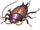 Colossal Roach