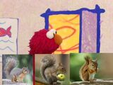 Elmo's World: Squirrels