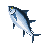 I856-Big-tuna-fish.png