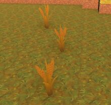 Wheat