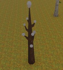 Cotton
