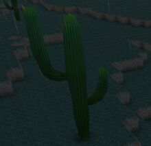CactusTree.jpg
