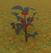 Tomato