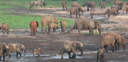 Rainforest Elephants.png
