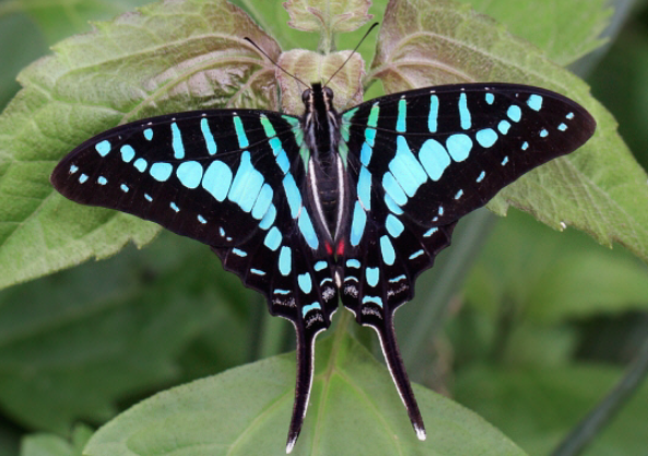 Turquoiseswordtail.png