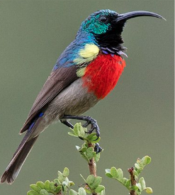 GreaterDoubleCollaredSunbird.png