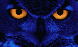 BlueOwl2.png