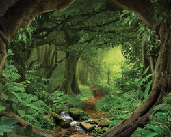 African rainforest.png