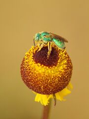 Shinybugflower
