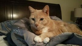 Teddy the Cat