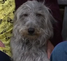 Alfie