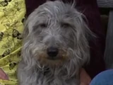 Alfie (dog)