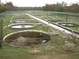 Toll Lane Fish Farm