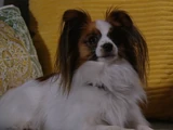 Tootsie (dog)