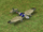 Heinkel Bomber (Empire Earth)