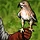 Falconry Icon