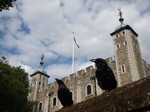 TowerRavens