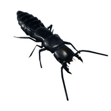 Devil's Coach Horse Beetle | Empires of the Undergrowth Wiki | Fandom