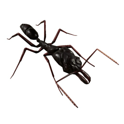 empires of the undergrowth black ant vs worker ant
