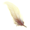 Feather of light.png