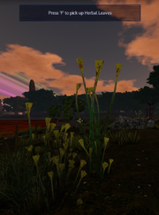 Herbal Leaves in the Wild.png