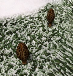 Brown Mushroom (Plant)