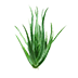 Aloe Vera Sprout.png