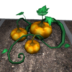 Pumpkin (Plant).png