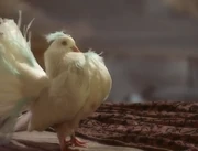 Aure in the form of a dove.