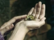 Chapter 37; The flower representing Lira's life wilted after she died, making Amihan question because Lira just walked right in the room alive and well.