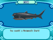 Megamouth Shark