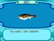 Tiger Globefish