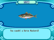 Horse Mackerel