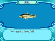 Sweetfish