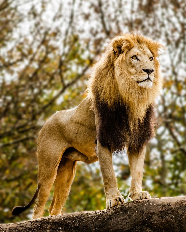 Leon the Lion | Enchino the Mystic Forest Wikia | Fandom
