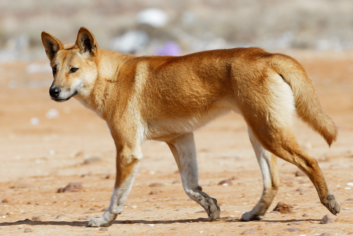 a que familia pertenece el dingo