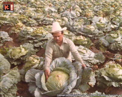 Lechuga 2.jpg