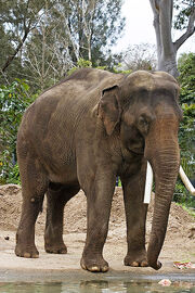 400px-Asian elephant - melbourne zoo