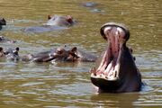 Hipopotamos masaimara