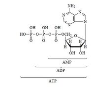Adenozin-trifosfat