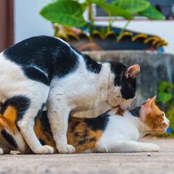Reproduction Wiki Encyclopedie Des Chats Fandom